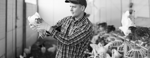 Historia Arpisa 1946