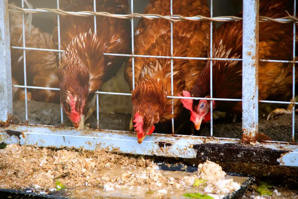 Gallinas alimentandose Arpisa